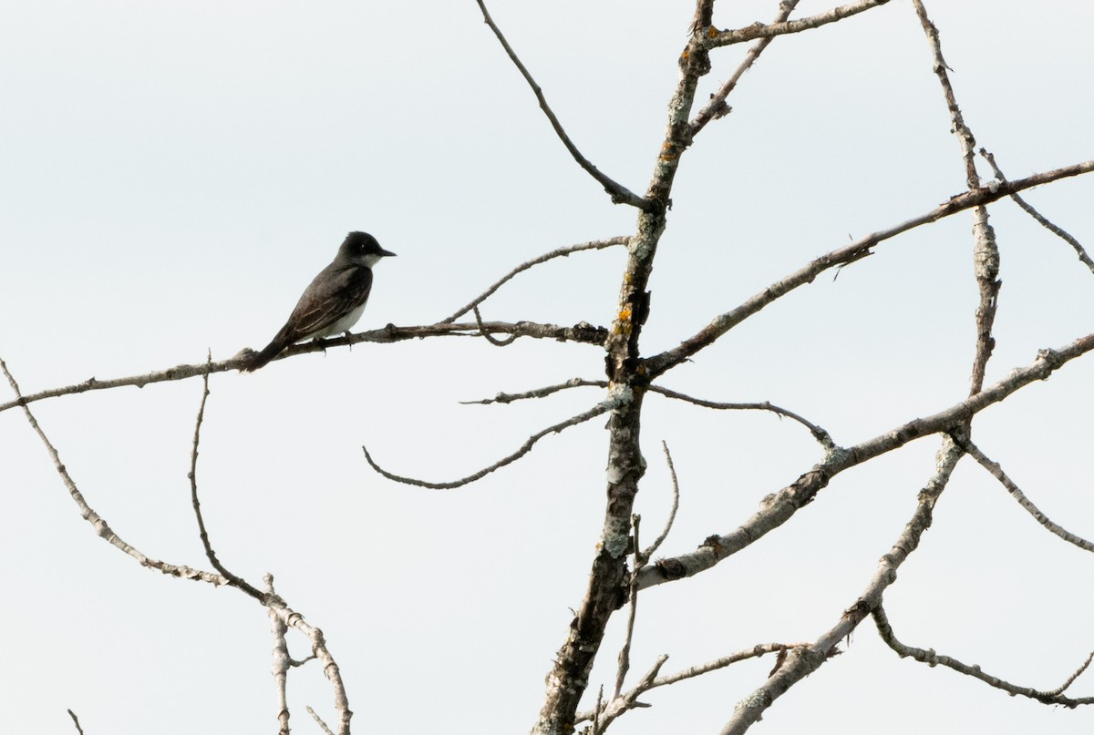 Eastern Kingbird - ML464777711