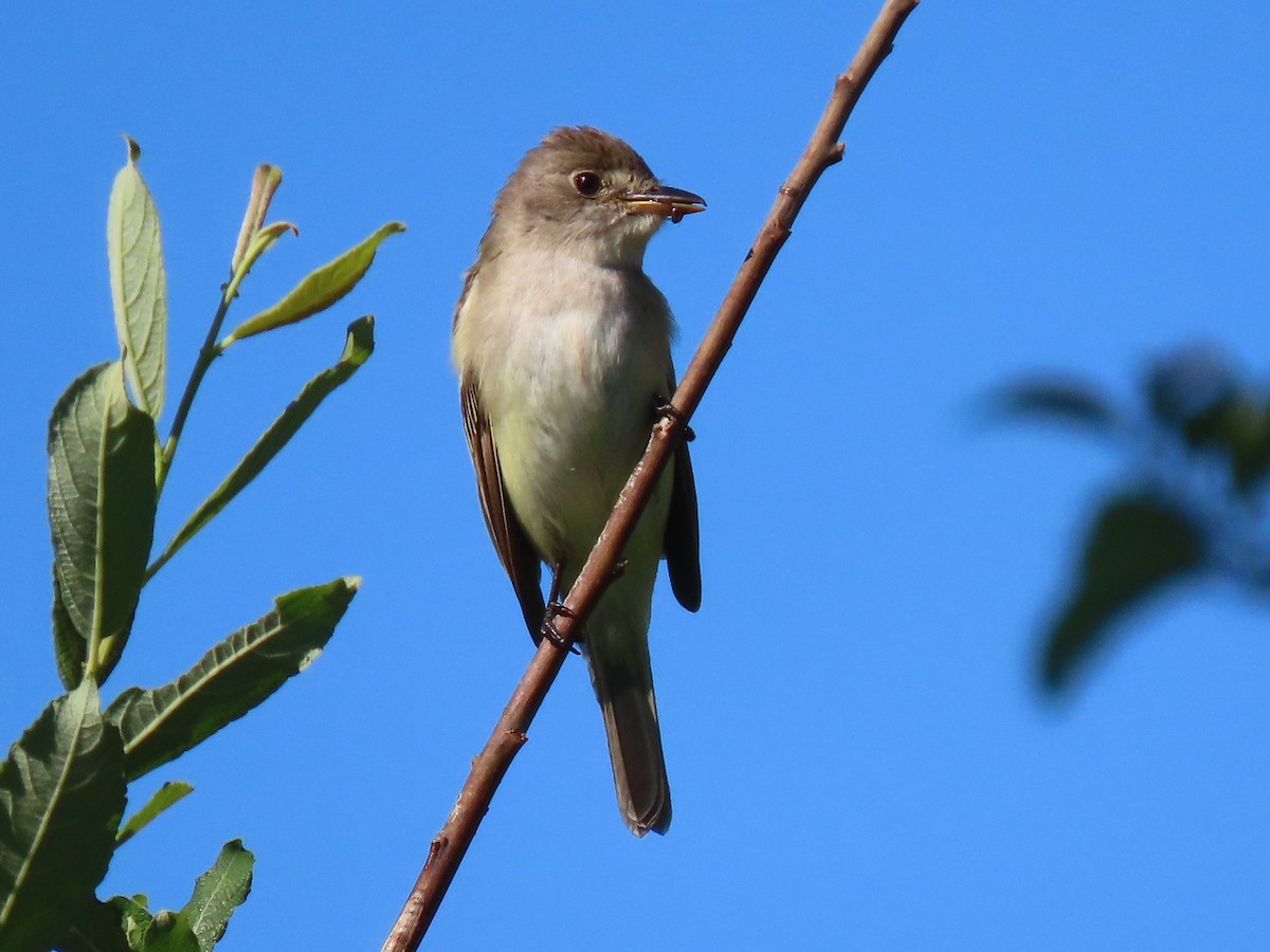 Willow Flycatcher - ML464778771