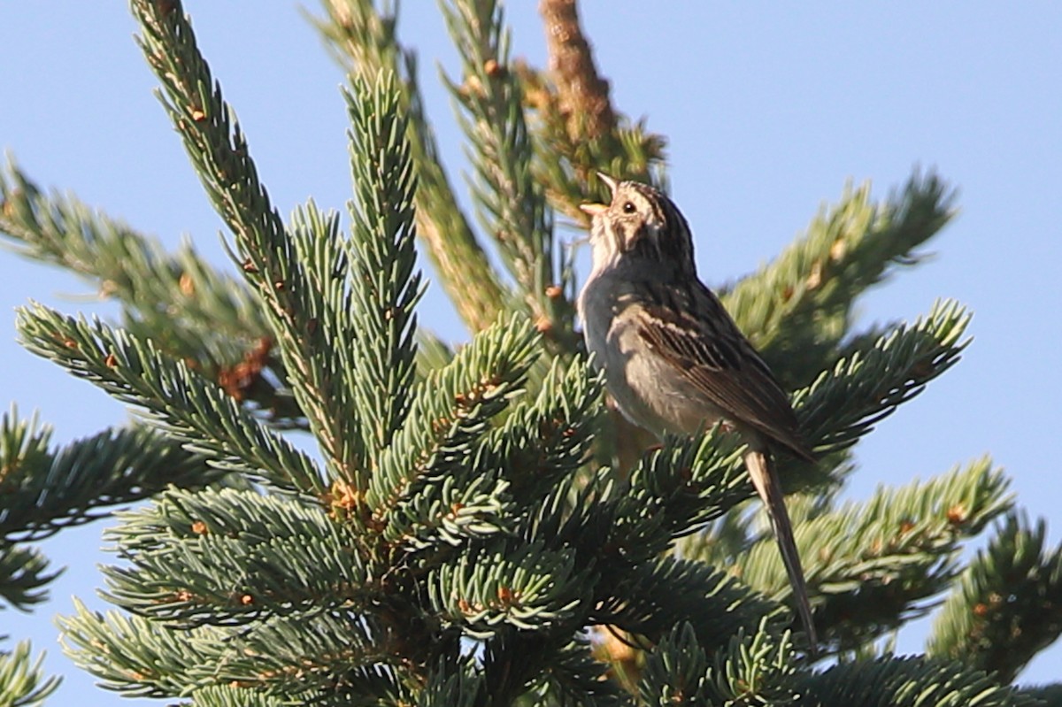 Clay-colored Sparrow - ML464778891