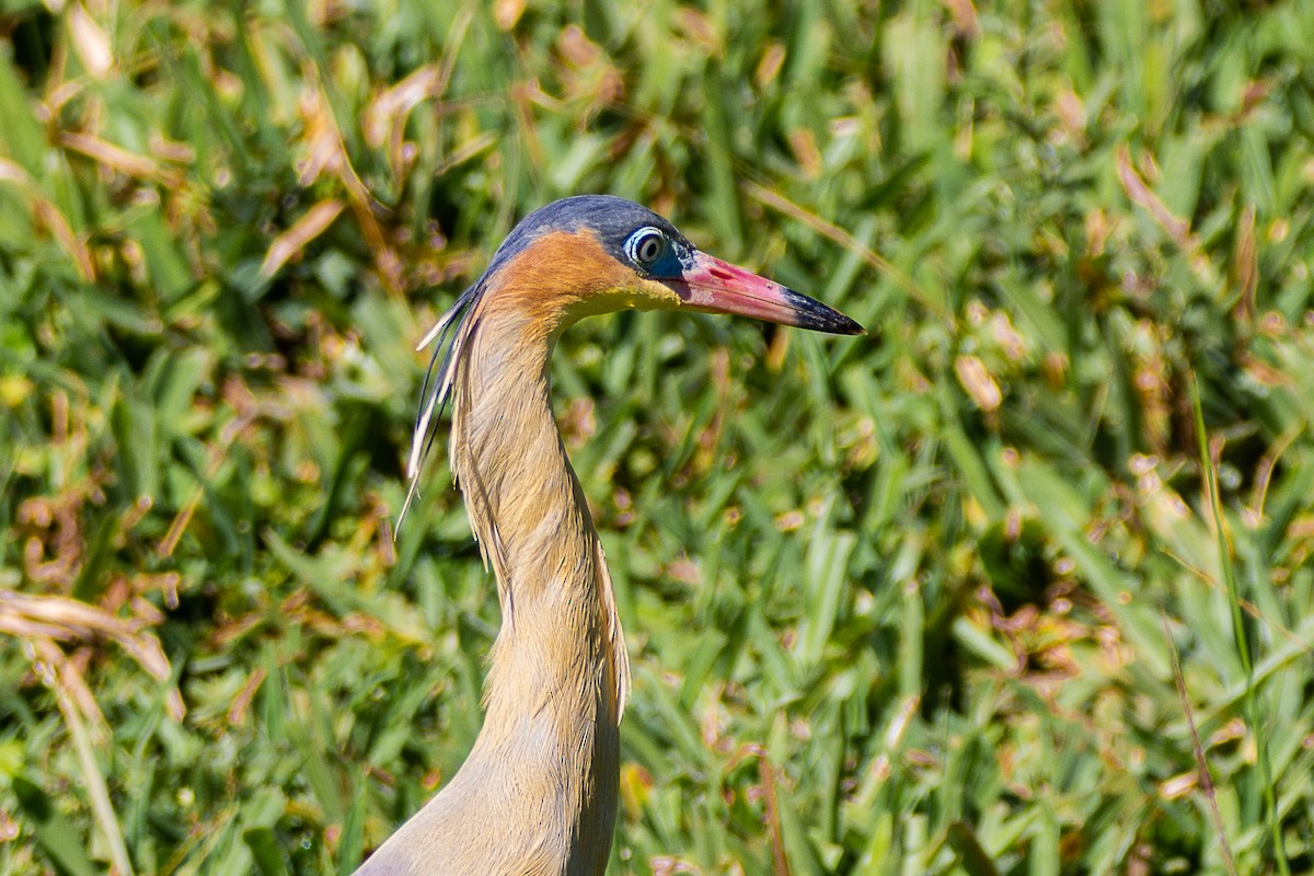 Whistling Heron - ML464779431