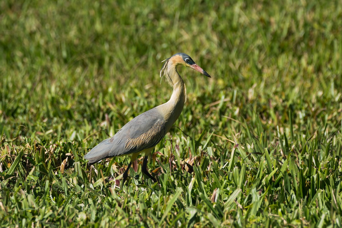 Whistling Heron - Eduardo Vieira 17