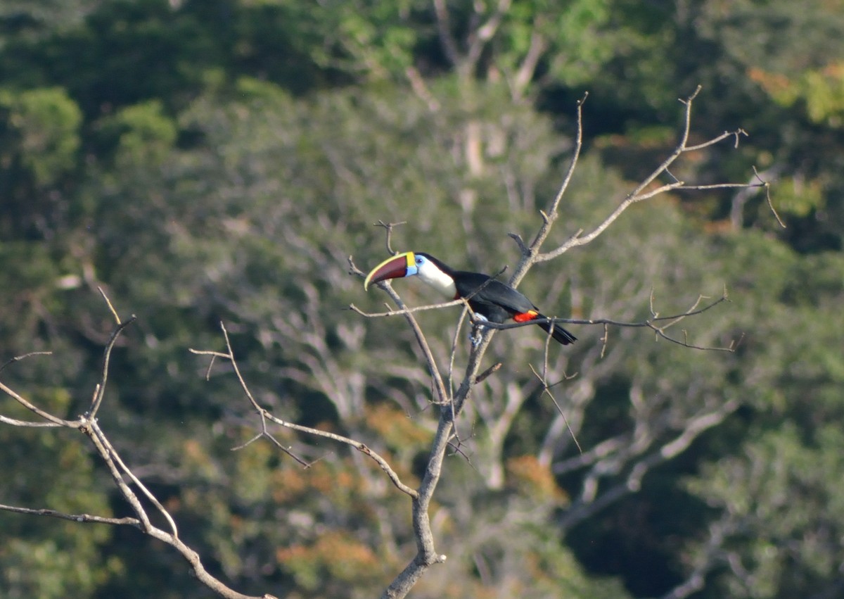 White-throated Toucan (Red-billed) - Alex Bovo