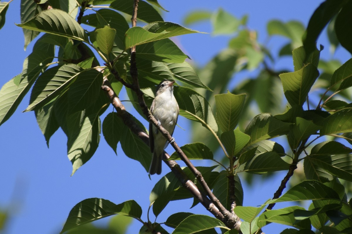 Warbling Vireo - ML464780151