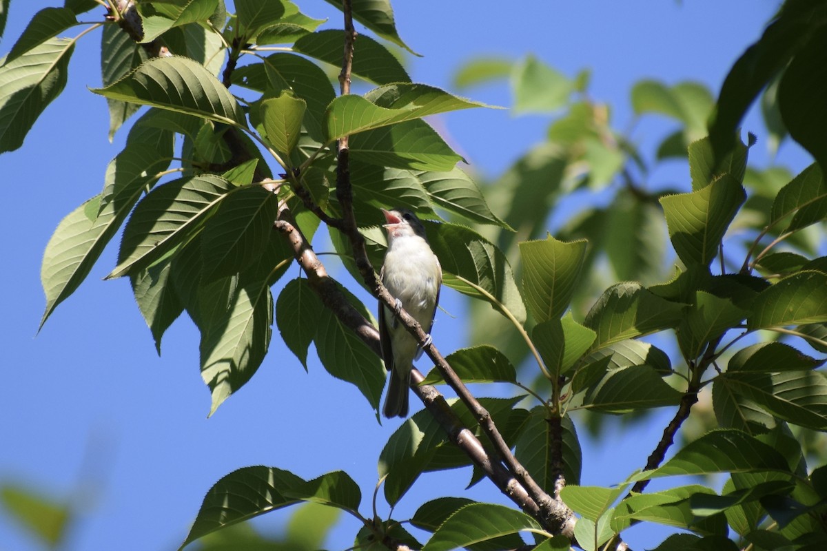 Warbling Vireo - ML464780161
