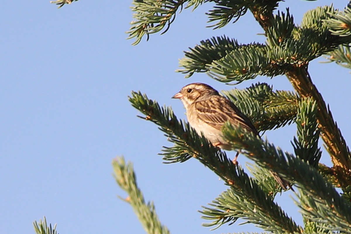 Clay-colored Sparrow - ML464780491