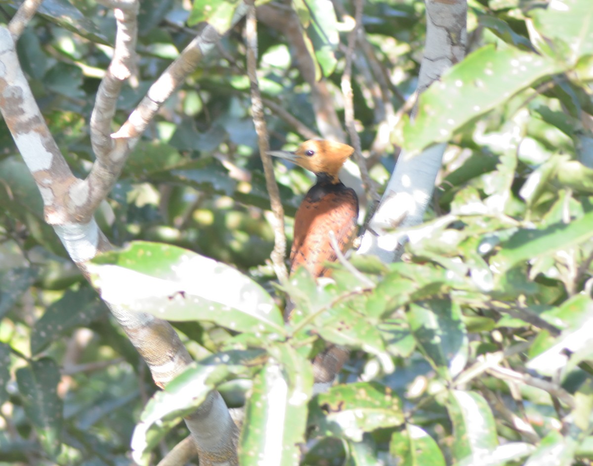 Ringed Woodpecker (Ringed) - ML464780771