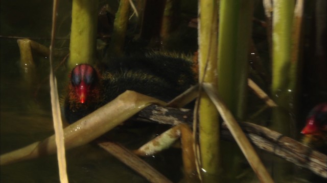 American Coot (Red-shielded) - ML464781