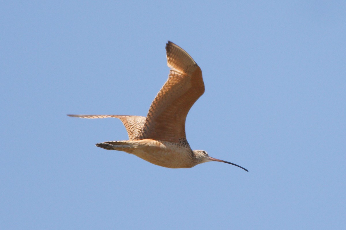 Long-billed Curlew - ML464781451