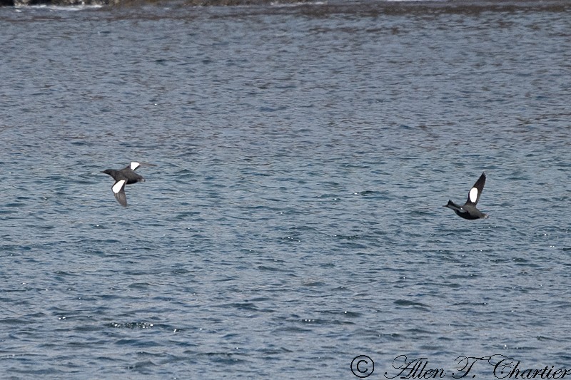 Black Guillemot - ML464781791