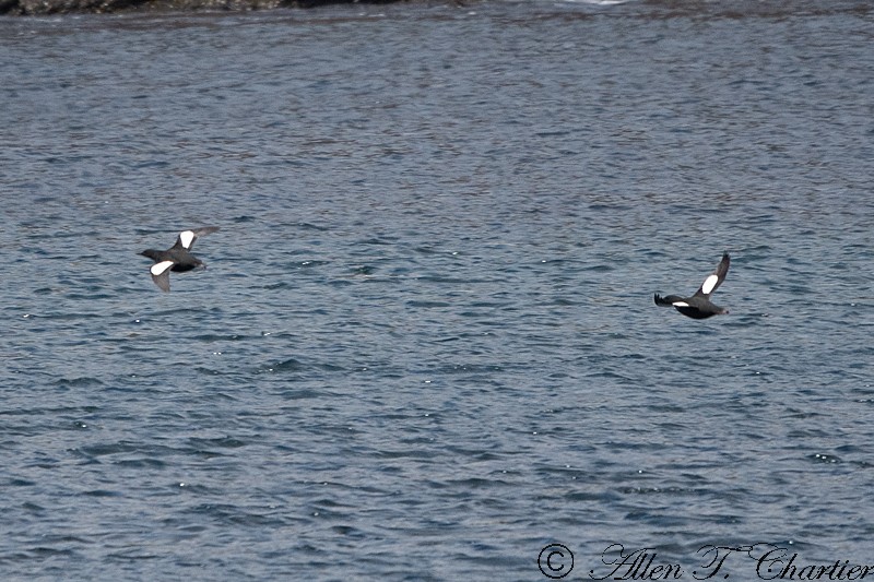 Black Guillemot - Allen Chartier