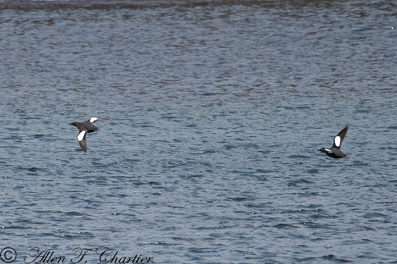 Black Guillemot - ML464781821