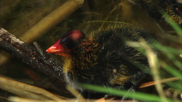 Foulque d'Amérique (forme à cachet rouge) - ML464782