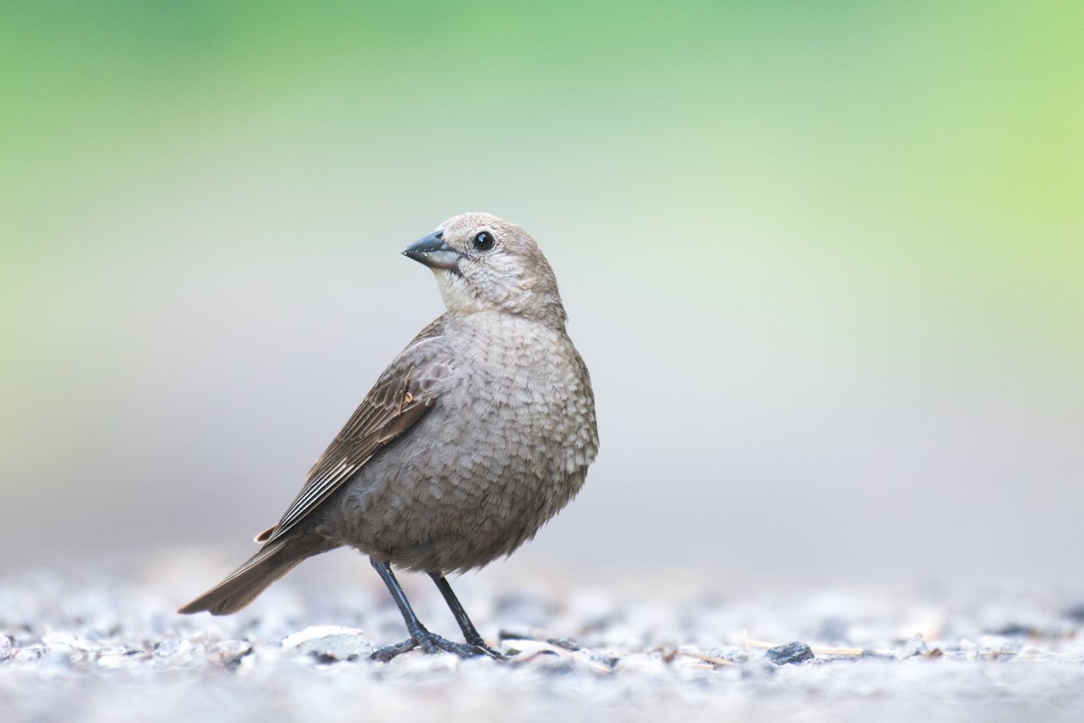 Brown-headed Cowbird - ML464782261