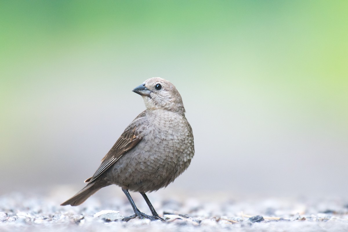 Brown-headed Cowbird - Ian Hearn