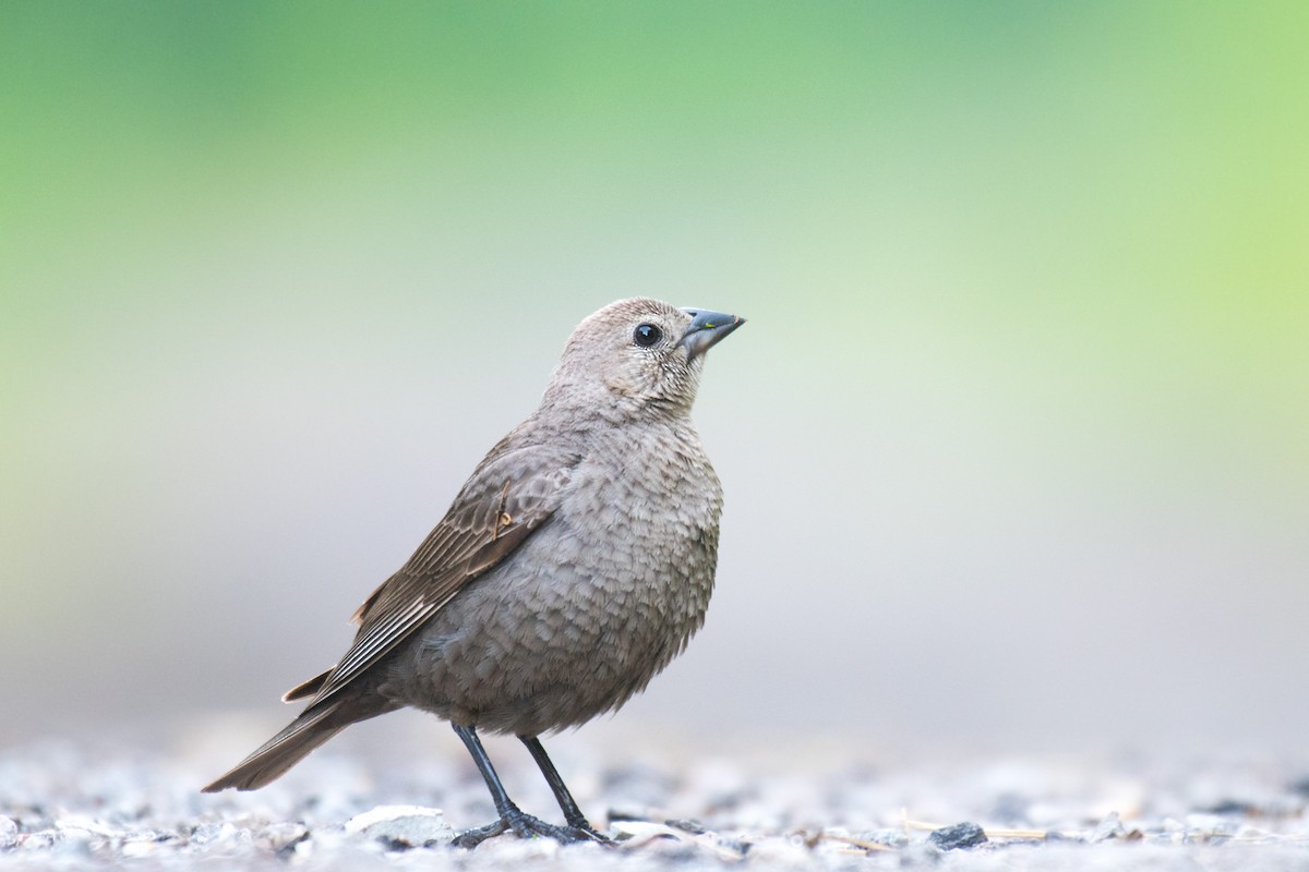 Brown-headed Cowbird - Ian Hearn