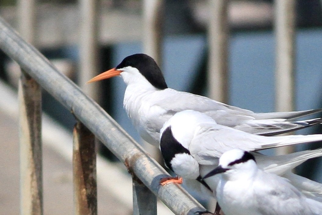 Roseate Tern - PT xiao