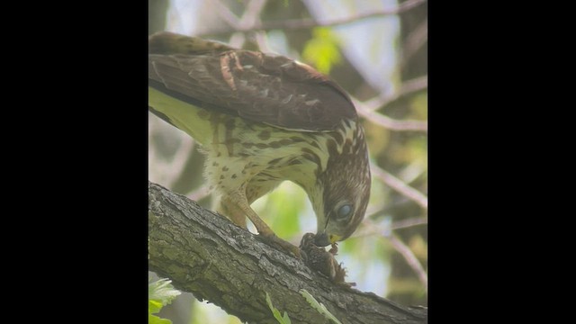 Broad-winged Hawk - ML464783831