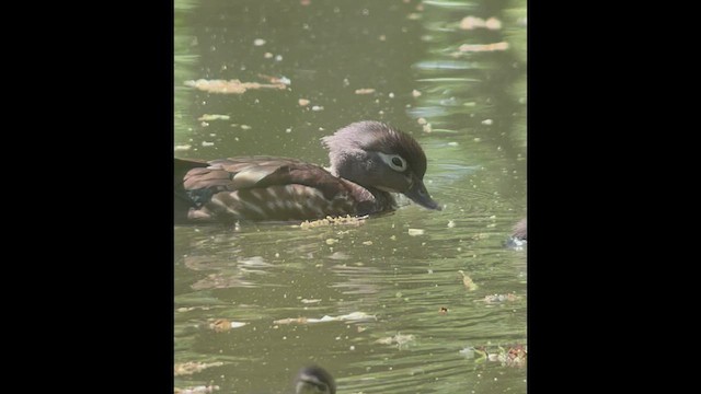 Wood Duck - ML464784111