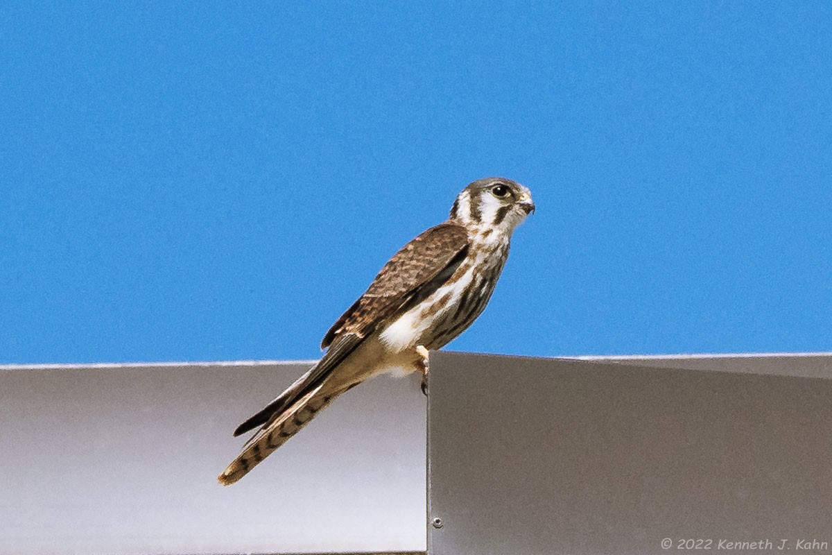 American Kestrel - ML464784601