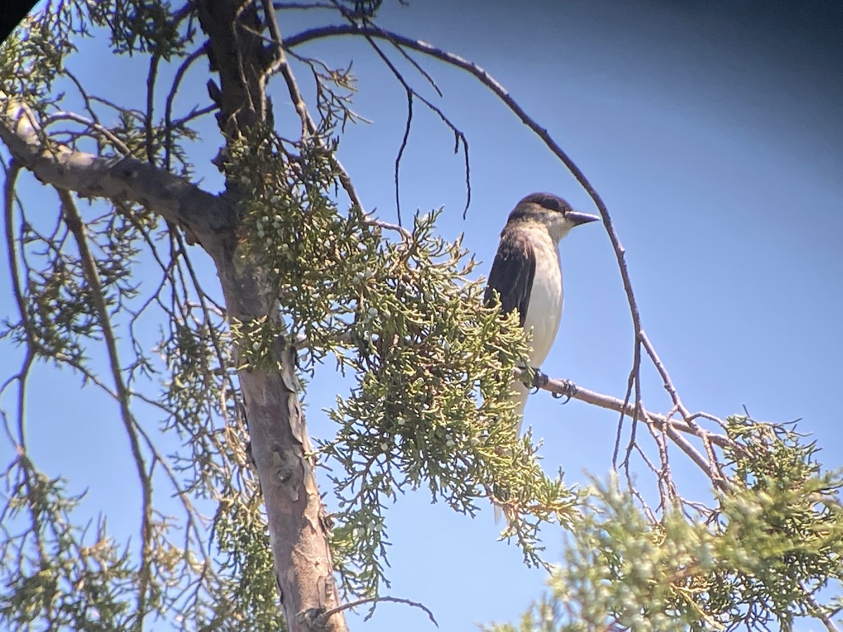 Eastern Kingbird - ML464785631