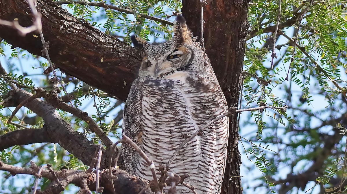 Great Horned Owl - ML464785721