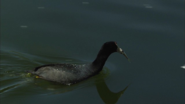 amerikasothøne (Red-shielded) - ML464787