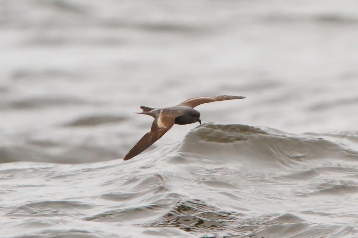 Ashy Storm-Petrel - ML464787571