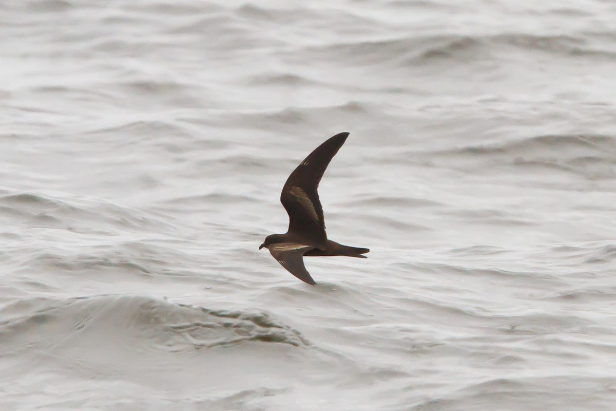 Black Storm-Petrel - Christopher Sloan