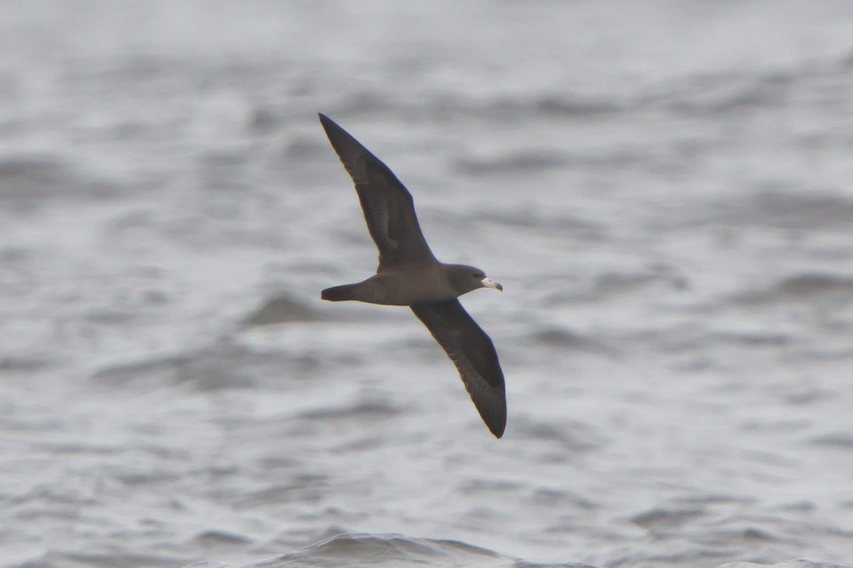 Flesh-footed Shearwater - Christopher Sloan