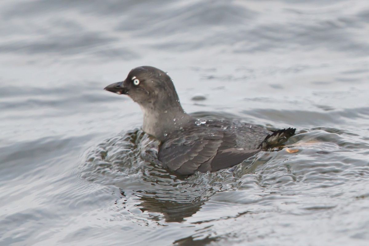 Cassin's Auklet - ML464787691