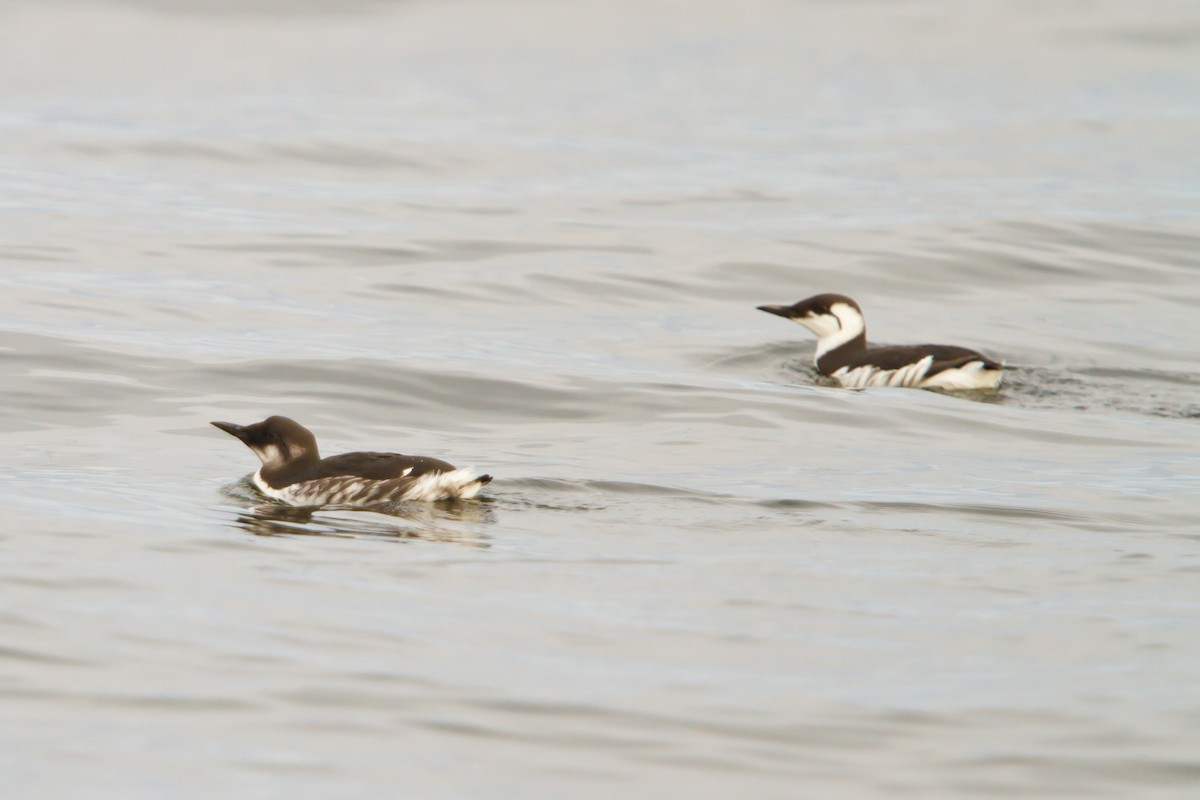 Common Murre - Christopher Sloan