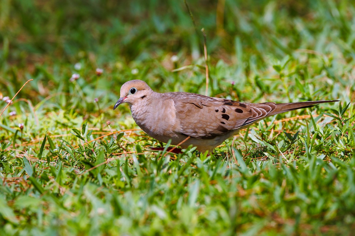 Mourning Dove - ML464788891