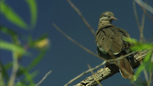 White-winged Dove - ML464789