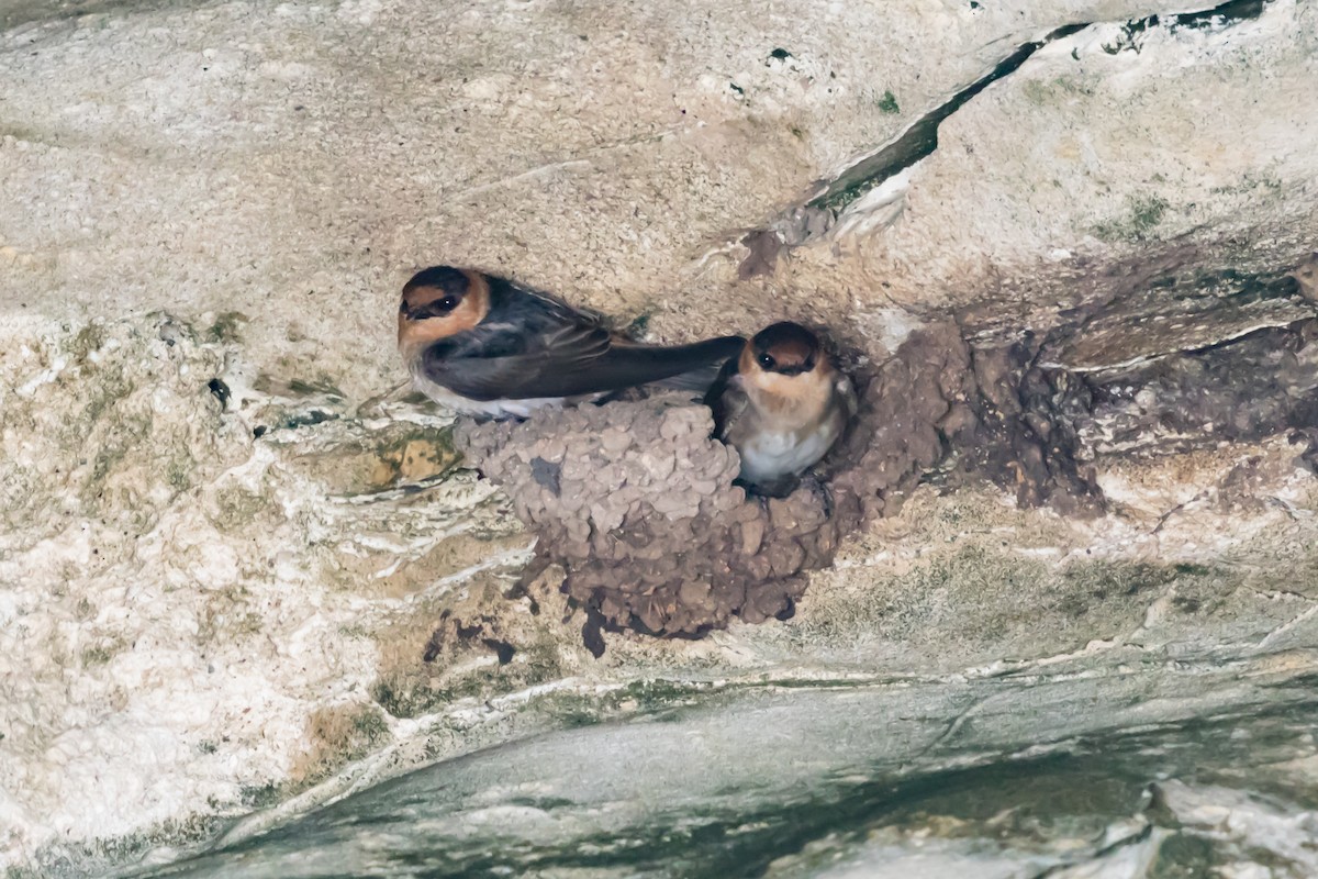 Cave Swallow - ML464790851