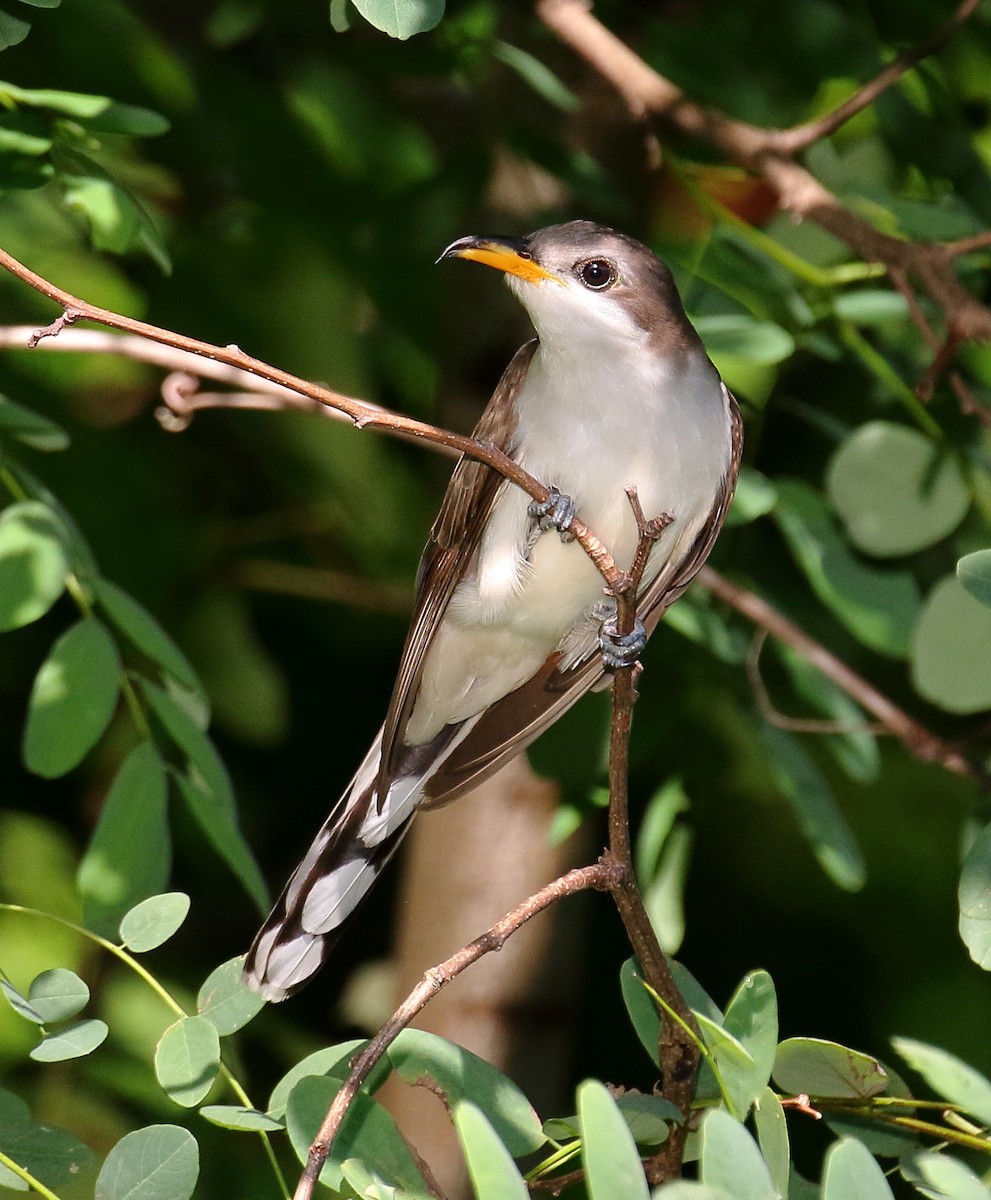 Yellow-billed Cuckoo - Nik Teichmann