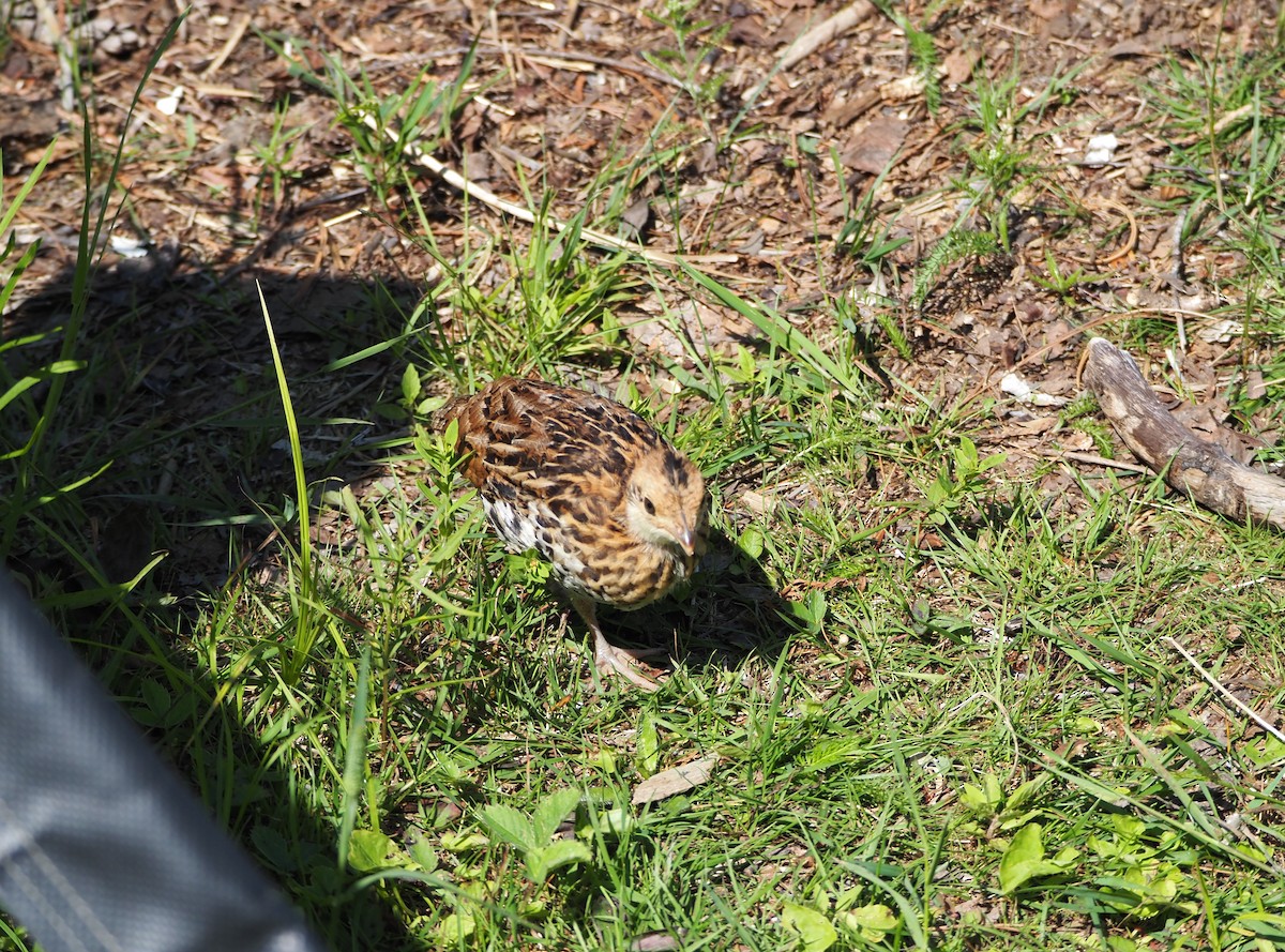 Ruffed Grouse - ML464792331