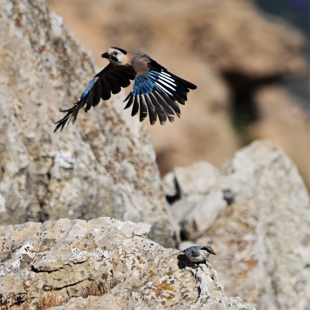 Eurasian Jay - ML464792901