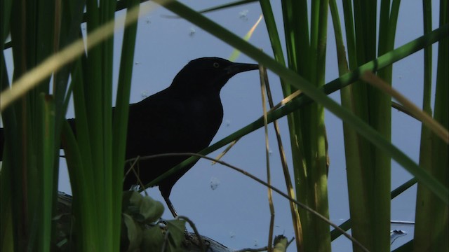 Great-tailed Grackle - ML464793