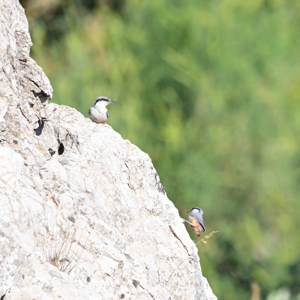 Western Rock Nuthatch - ML464793111