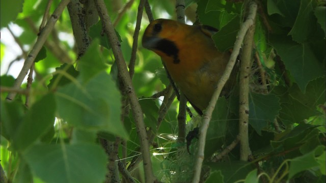 Oriole de Bullock - ML464795