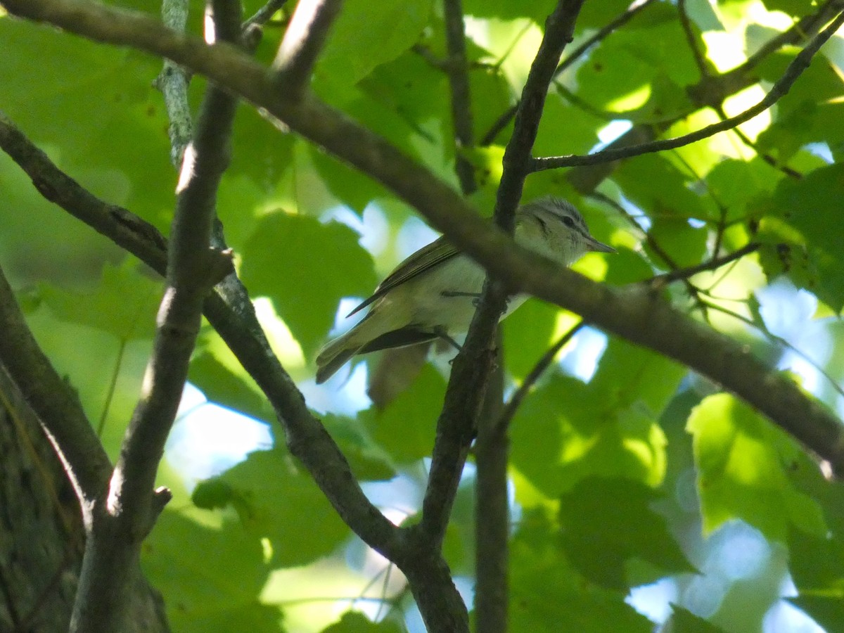 Red-eyed Vireo - ML464795431