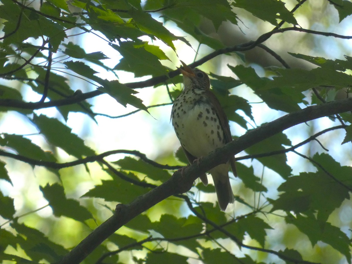 Wood Thrush - ML464795481