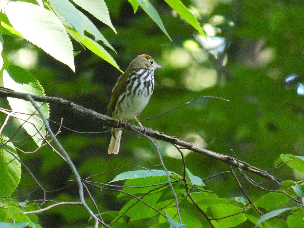 Ovenbird - ML464795491