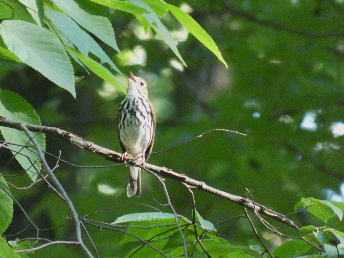 Ovenbird - ML464795531