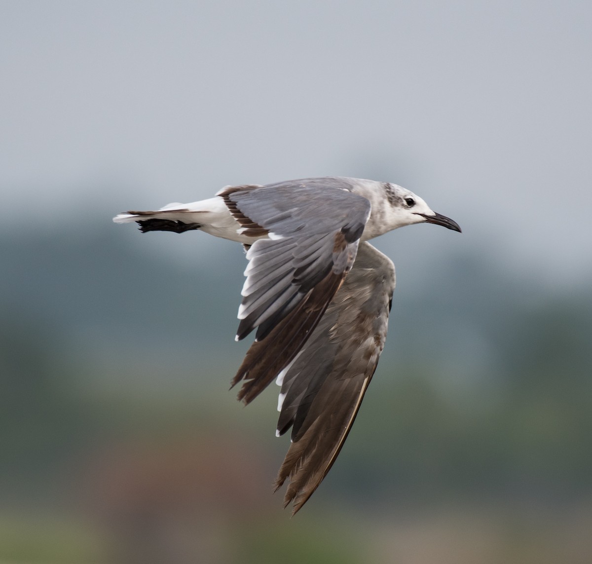 Laughing Gull - Liling Warren