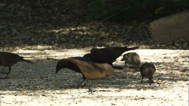 Brown-headed Cowbird - ML464797