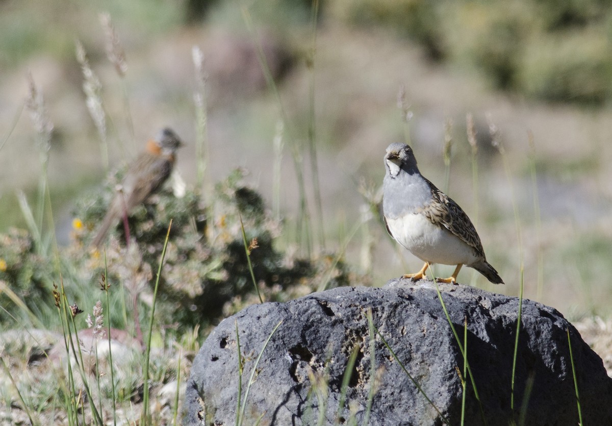 Rufous-collared Sparrow - ML46479751