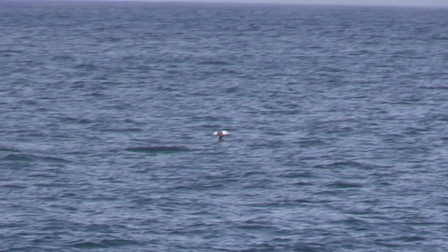 Black-browed Albatross (Black-browed) - ML464797621