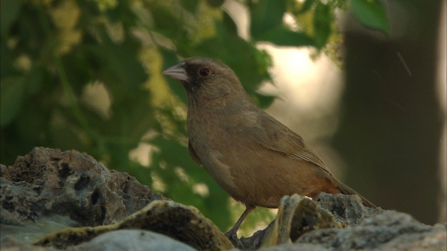 Abert's Towhee - ML464798