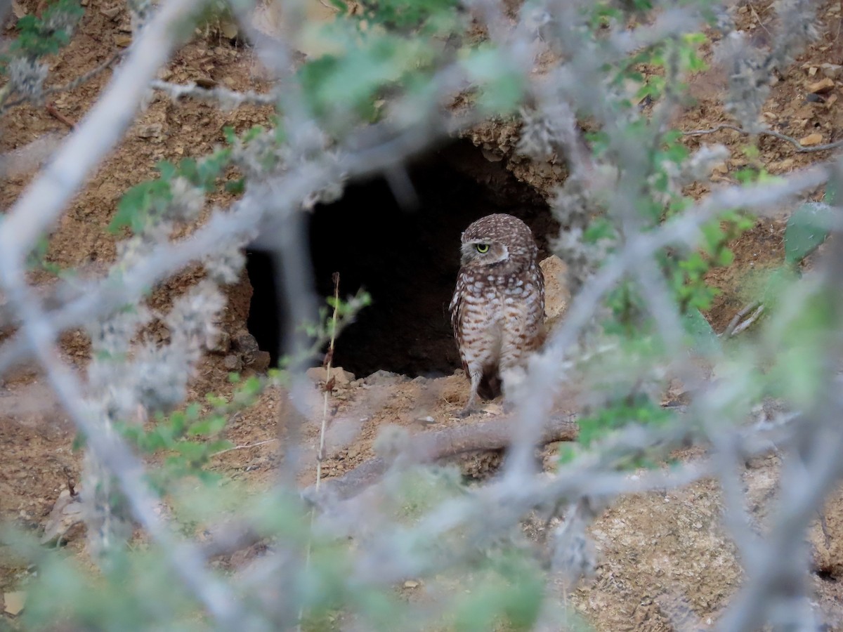 Burrowing Owl - Thore Noernberg